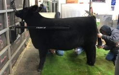 Sullivan Supply , Straight Up Bars For Livestock